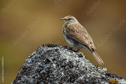 New Zealand Pipit - Anthus novaeseelandiae - pihoihoi, small passerine bird of Australia, New Zealand and New Guinea. Some split the pipit into two species: Australian pipit  and New Zealand pipit photo