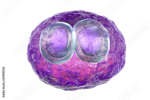 Cytomegalovirus CMV in human cell, owl's eye inclusion in nucleus, multinucleated cell, 3D illustration. It is herpes virus, causes disease in fetus, organ transplant patients, HIV infected people photo