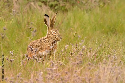 Iberian Hare - Lepus granatensis - The Granada hare, also known as the Iberian hare, is a hare species that can be found on the Iberian Peninsula and on the island of Majorca