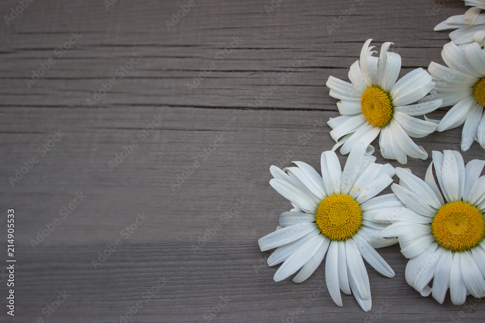 Obraz premium White daisies on a wooden background top view. Copy space, close-up.
