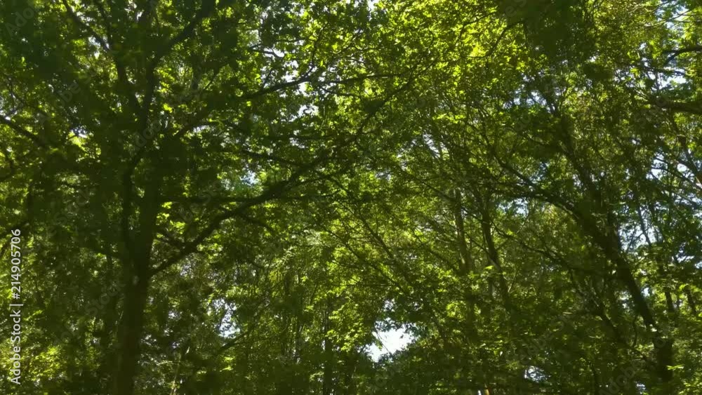 Green woodland path, panning across trees overhead Green woodland path, panning across trees overhead