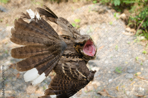 The Large-tailed nightjar is night bird photo