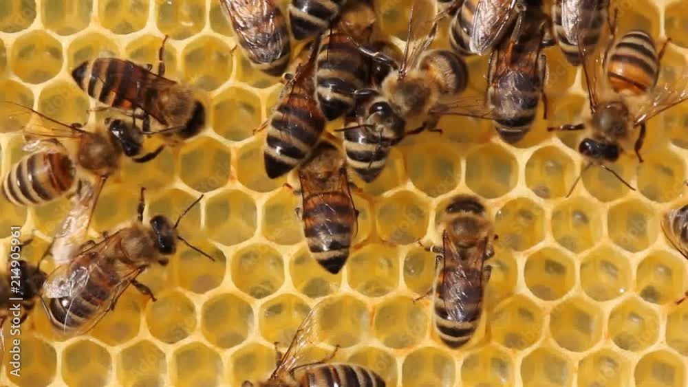 Varroa mite
Excited bees with Varroa mite on its body.
Varroa mite
Excited bees with Varroa mite on its body.