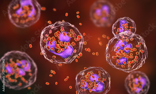 Bacteria Neisseria gonorrhoeae inside phagocytes, gonoccoccus, diplococci which cause sexually transmitted infection gonorrhea. 3D illustration. Incomplete phagocytosis photo