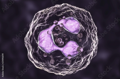 Neutrophil, a white blood cell, 3D illustration. The most abundant type of granulocytes, has phagocyting activity, takes part in inflammation photo