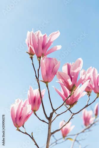 Pink magnolia flowers bloom in spring on blue sky background.
