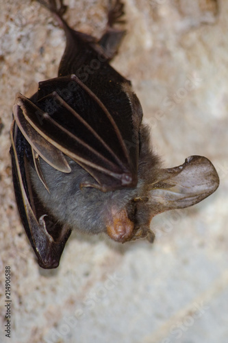 bat is mammal and call "vampire"