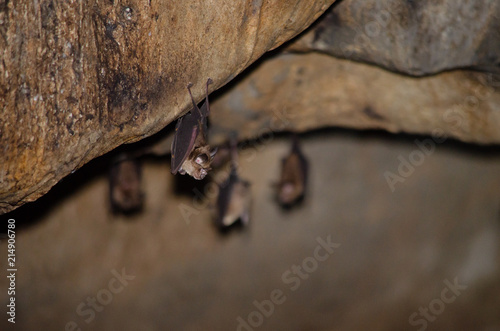 bat is mammal and call 