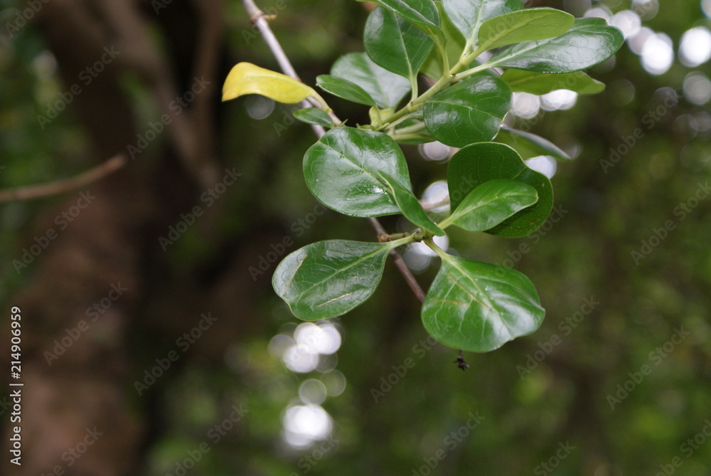 Obraz premium SONY DSC