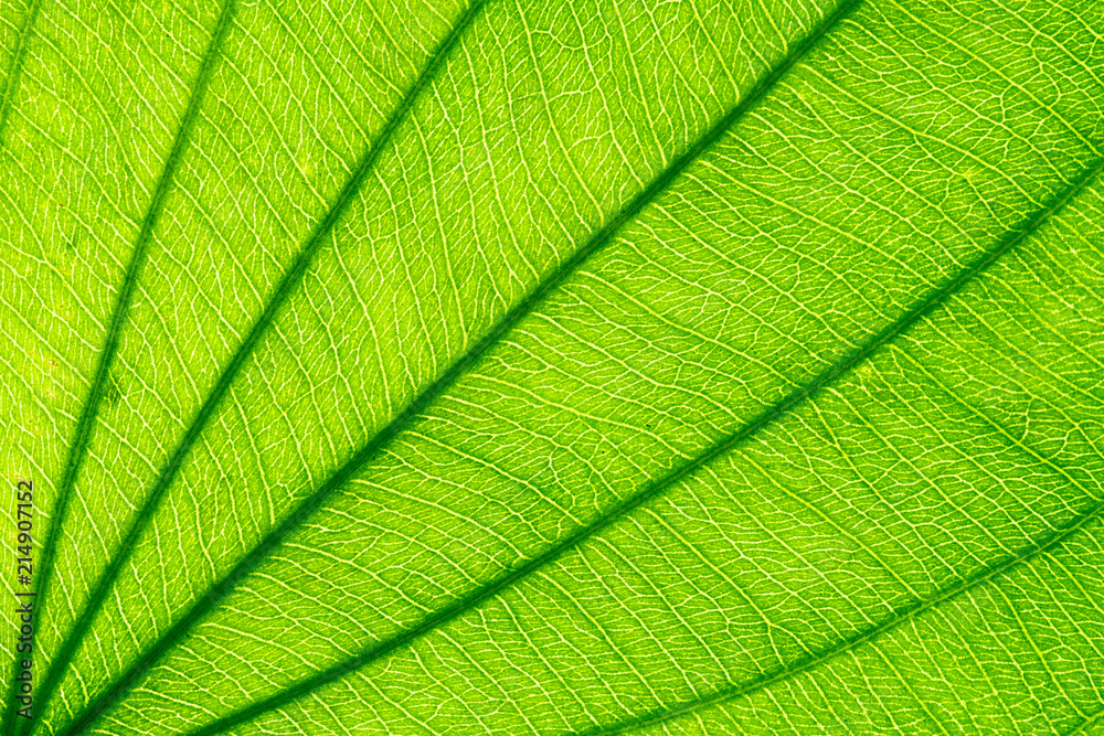 Closeup image of natural leaf pattern background