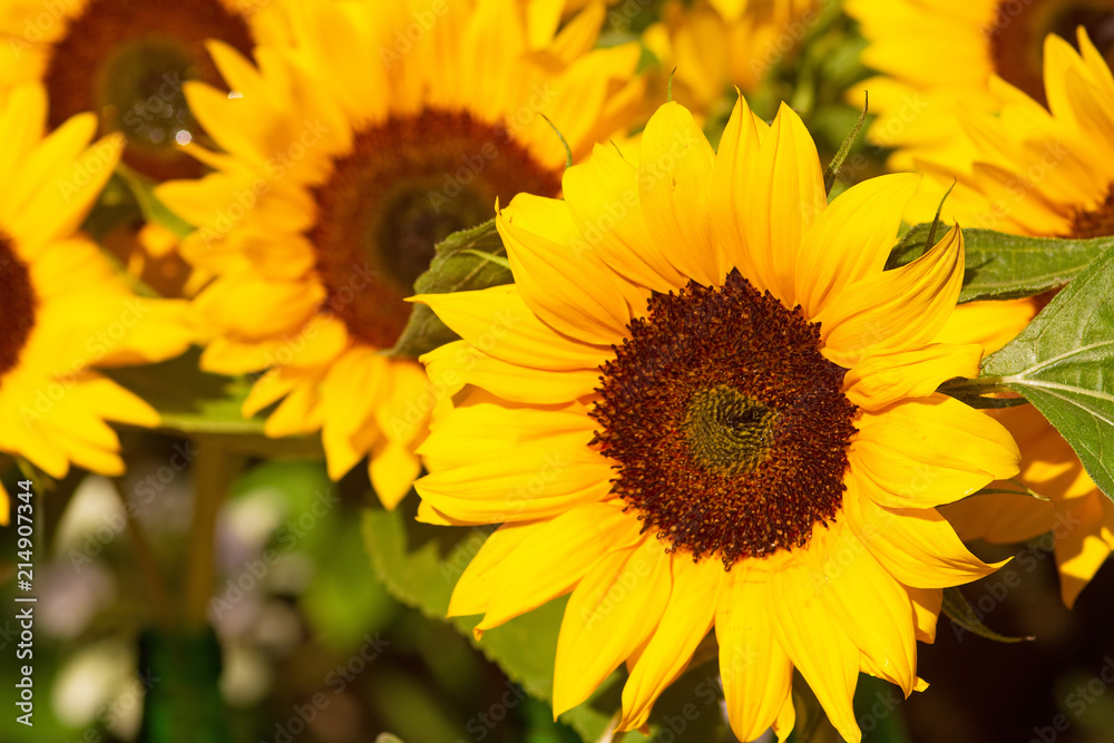 Gelbe Sonnenblumen 