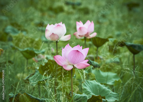 Beautiful Pink Lotus Flower And Lotus Leaf.