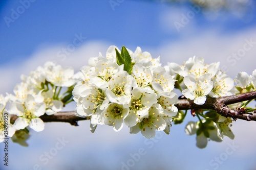 blossoming cherry branch against the blue spring sky bright morning © Алексей Рудев