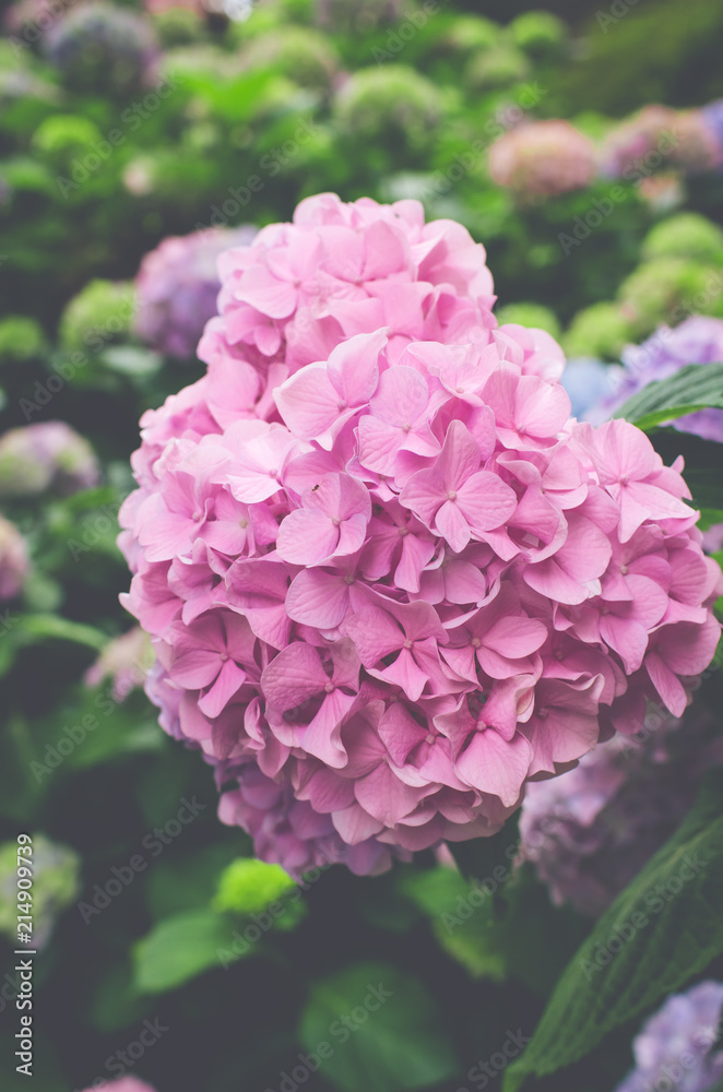 Obraz premium hydrangeas flowering plants nature backdrops