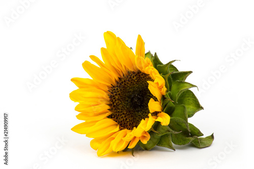 Fototapeta Naklejka Na Ścianę i Meble -  sunflower on wooden background (Helianthus)