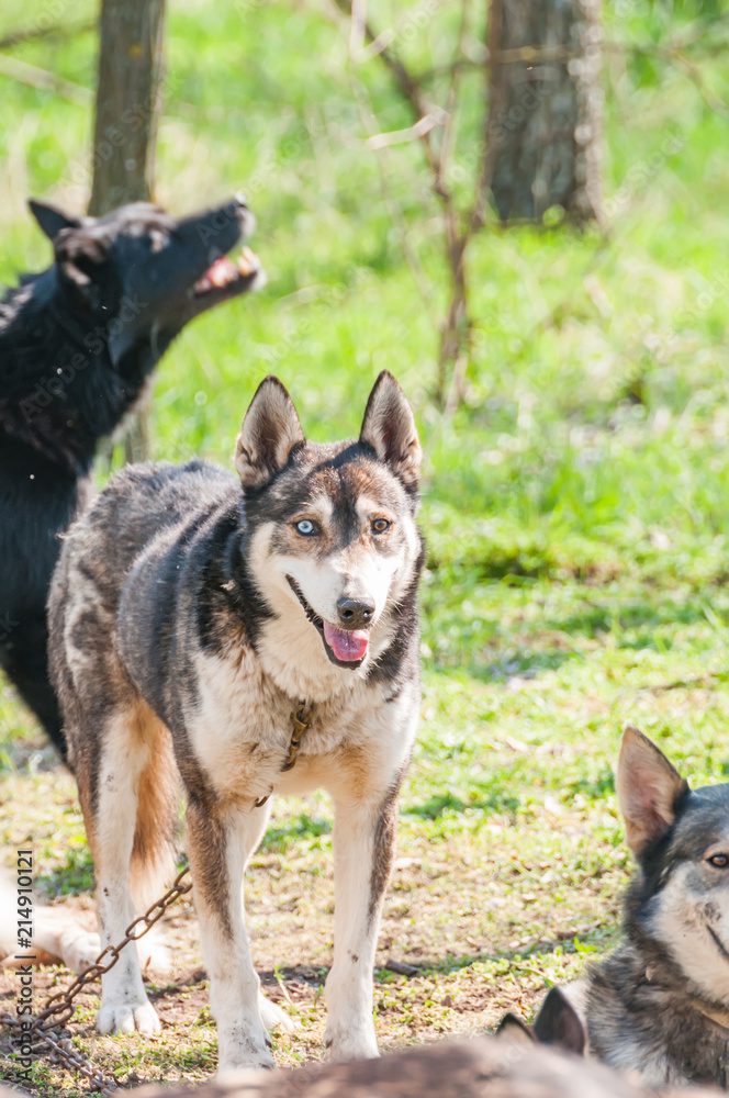 Several dogs waiting before the sleddog race Several dogs waiting before the sleddog race