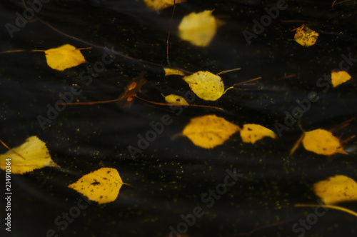 autunm leaves in a stream