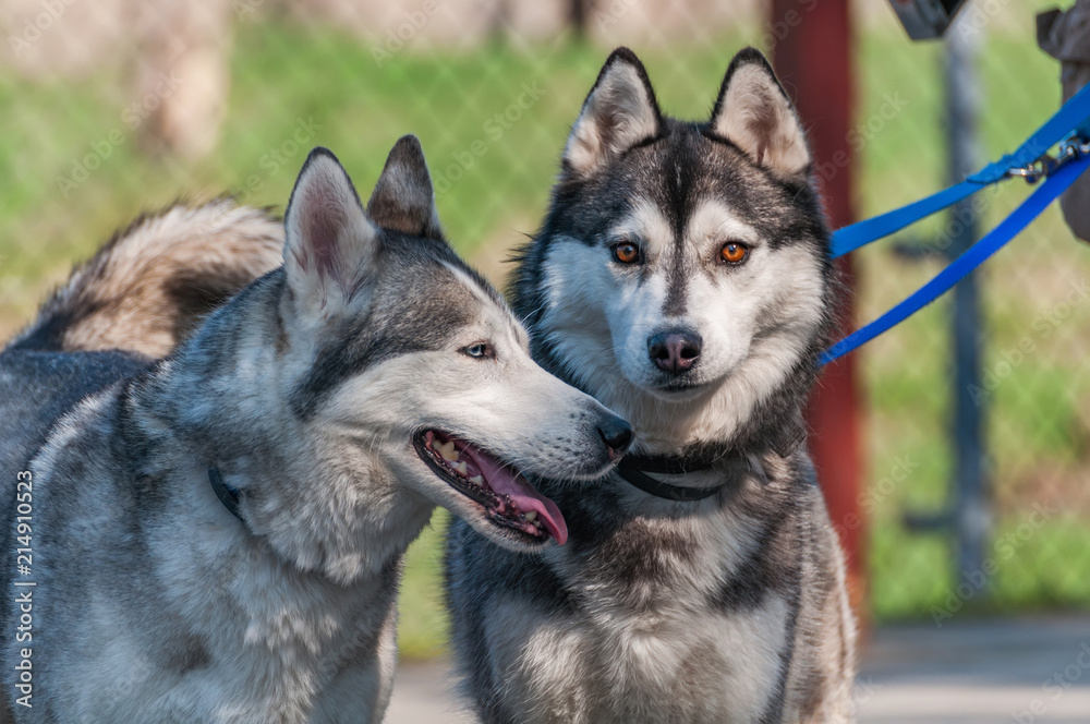 Portrait of a malamute dog on a leash Portrait of a malamute dog on a leash