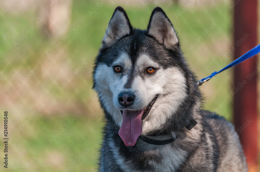 Portrait of a malamute dog on a leash