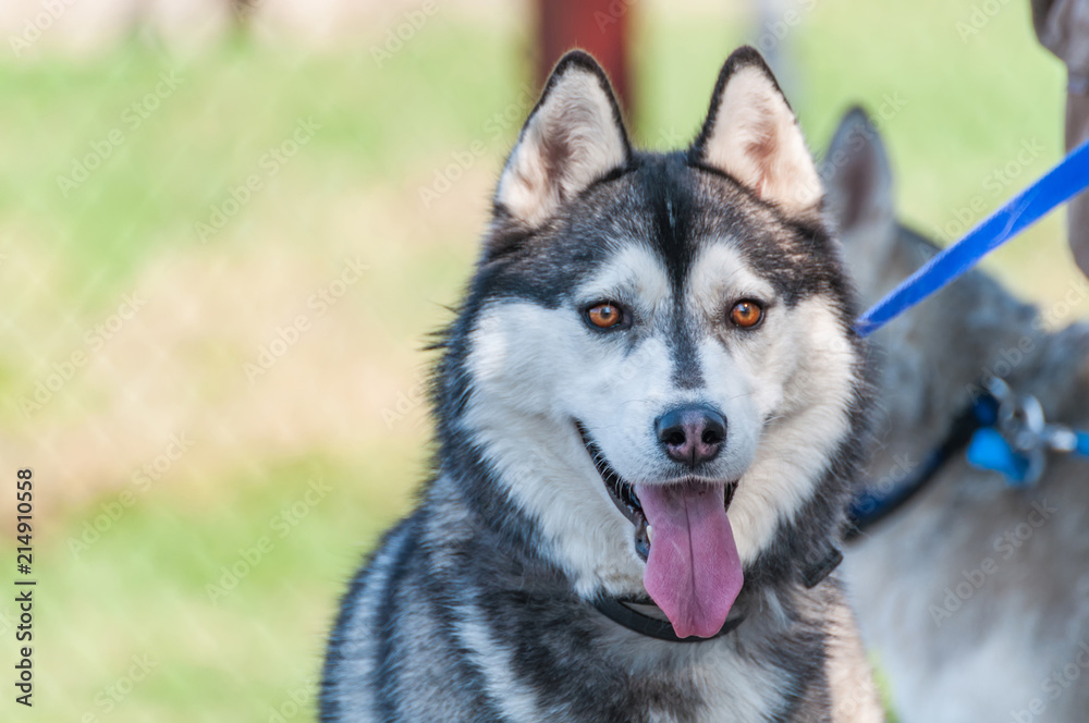 Portrait of a malamute dog on a leash Portrait of a malamute dog on a leash
