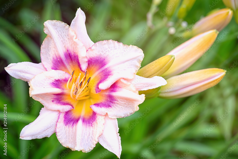 Rare daylily with ten petals instead of six. Such flowers become from too hot weather and excess watering. A large pink hemerocallis with a violet pattern and several buds.