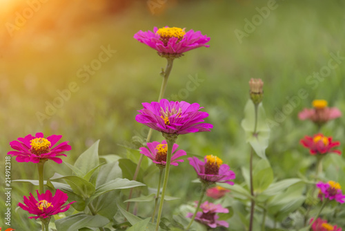 flowers of zinnia summer in sunny weather photo