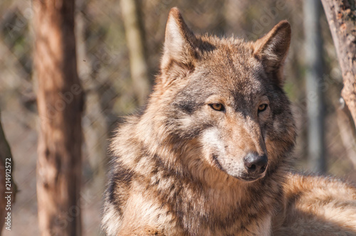 Portrait of a wolf in the zoo