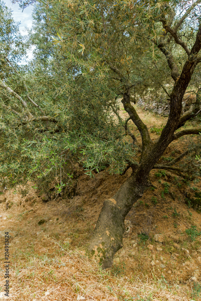 Fototapeta premium Olive forest in Zakynthos, Ionian island, Greece