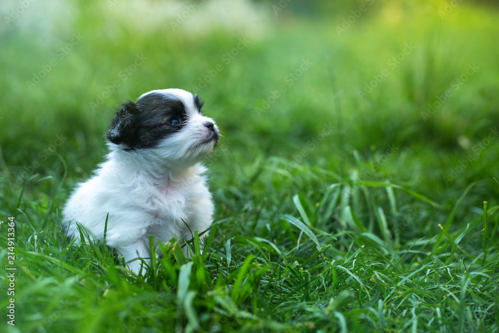 Little puppy babes Papillon in the grass
