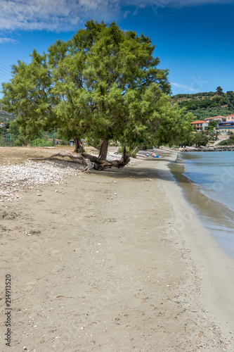 Green tree at Keriou beach  Zakynthos  Ionian island  Greece