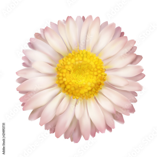 Daisy flower isolated  vector illustration. Photo realistic icon. Top view isolated on white background