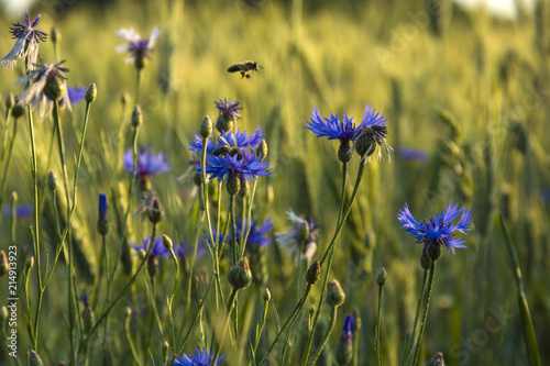 Blue cornflowers in the meadow