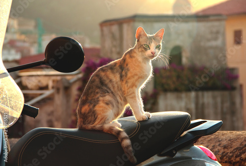 Cat on a motorbike