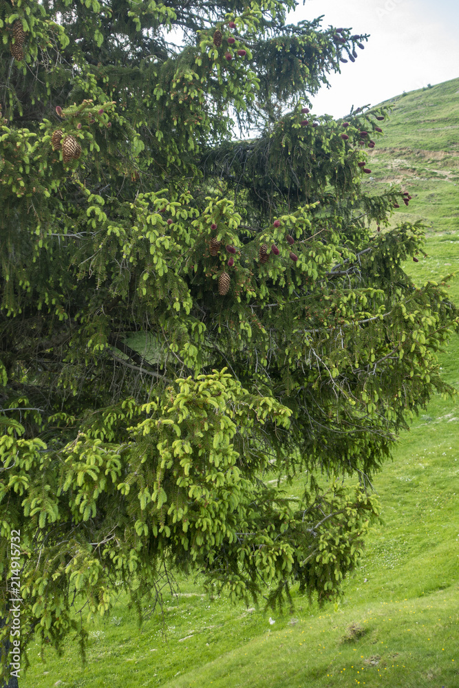 Bright summer landscape with pine tree in Bucegi, Carpathian mountains range