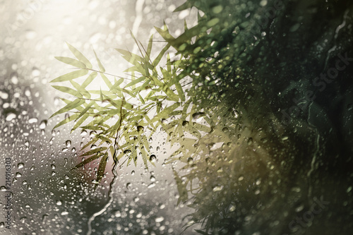 Blurry of bamboo leaves,view through the glass on rainy day