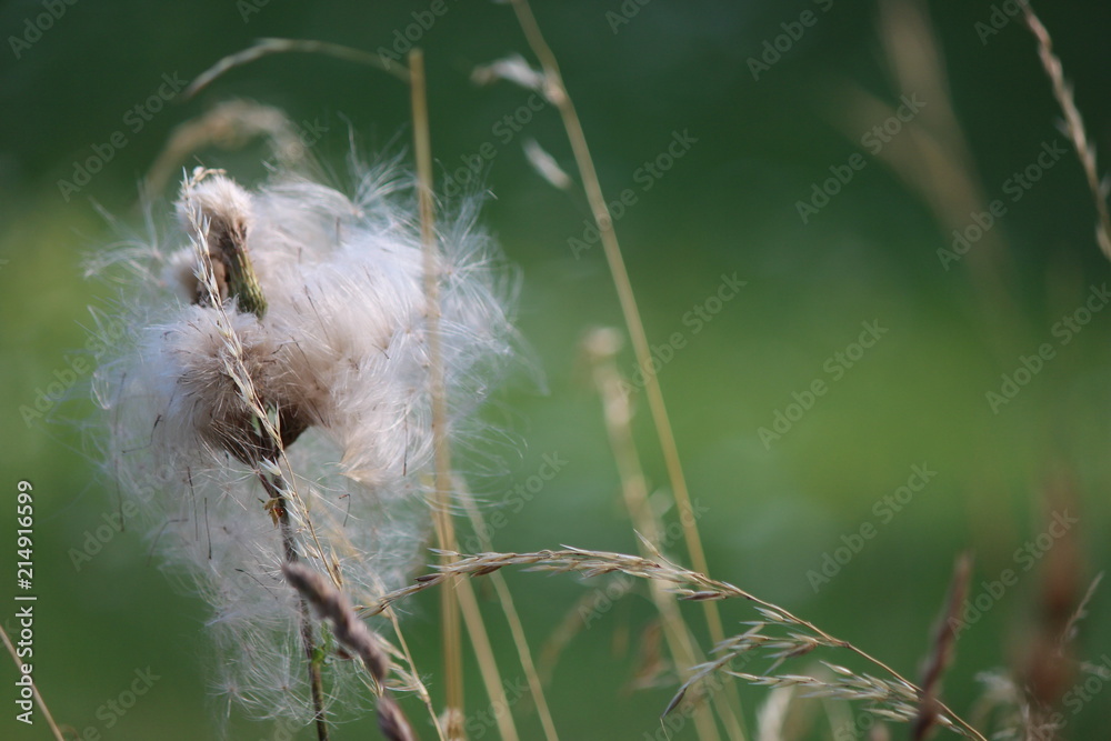 Fototapeta premium Lumière