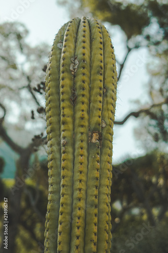 Cactus