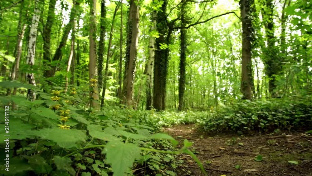 A smooth sliing movement trough a forest in germany. A smooth sliing movement trough a forest in germany.