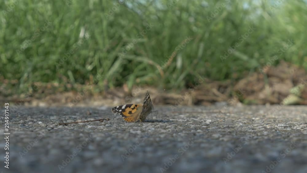 Flying butterfly on an asphalt street with a wheat field in the background. Flying butterfly on an asphalt street with a wheat field in the background.