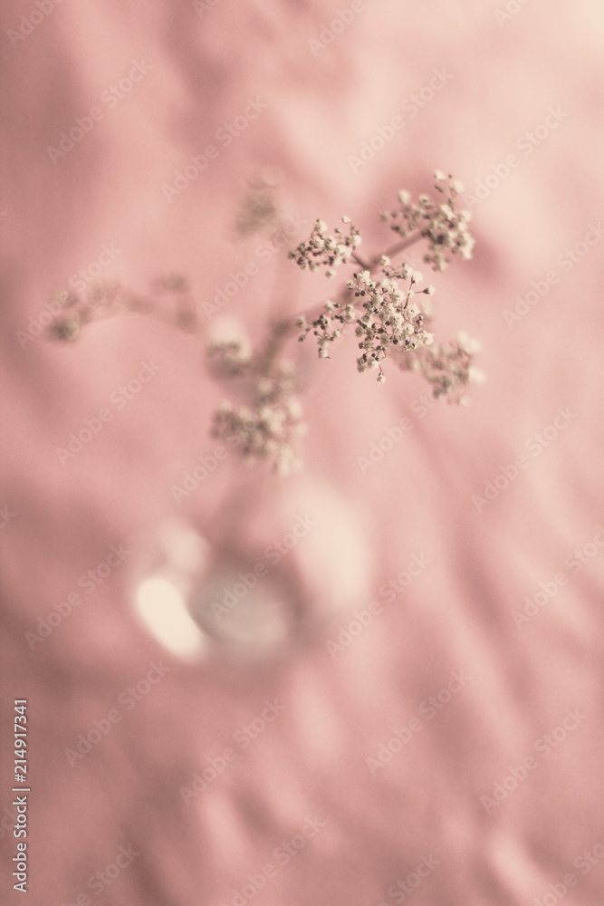 Naklejka premium Gypsophila, pink background, selective focus