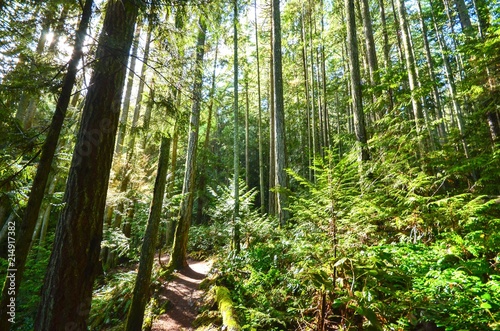 Lush Green Forests on Vancouver Island
