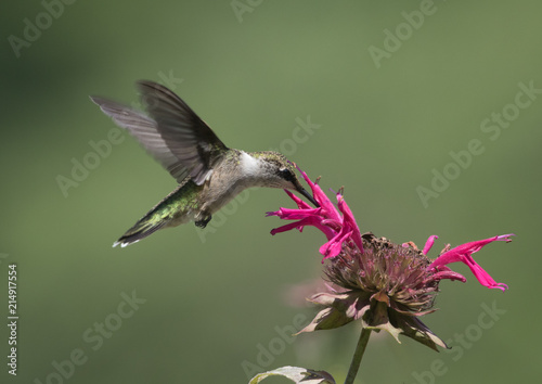 Little Hummingbird 