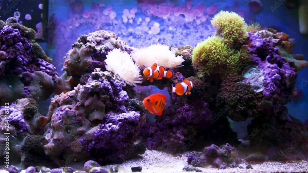 Clownfish and a flame angelfish swim in an aquarium