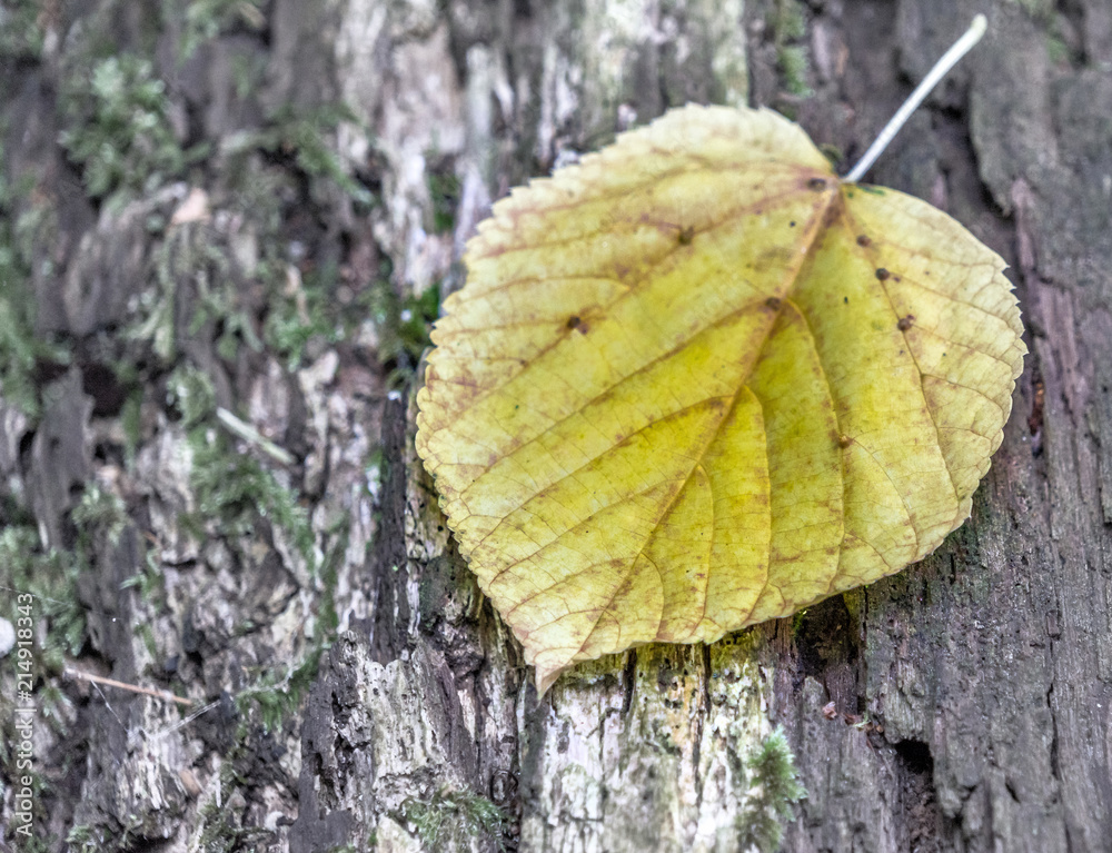 Single leaf fallen from a tree on the bark of a tree, peaceful and slightly surreal impression
