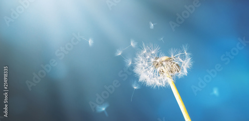 Fragile dandelion in front of an abstract blue backround with sunrays