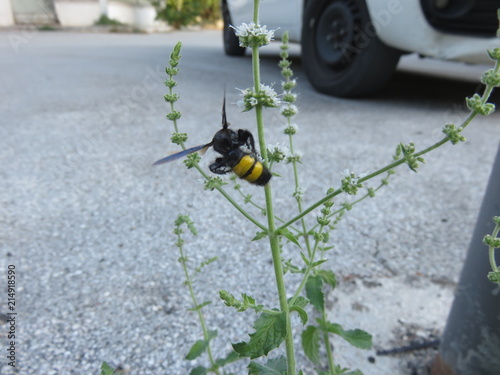 Scolia hirta  photo