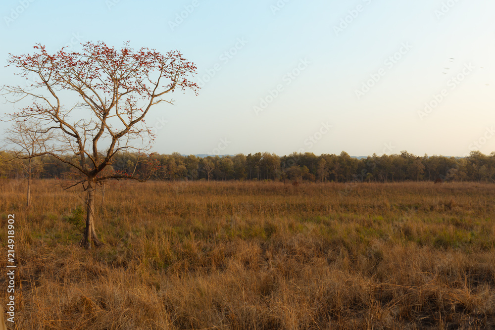 dry meadow in Africa