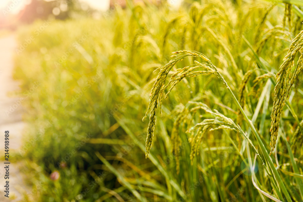 Rice field, Background of ripening ears of meadow wheat field in Thailand Rice field, Background of ripening ears of meadow wheat field in Thailand