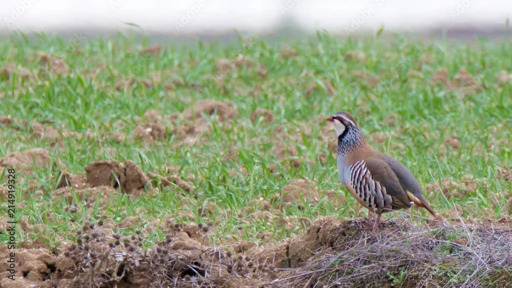  Red-legged partridge (Alectoris rufa) singing, Spain
