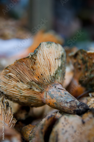 Sales mushrooms  close-up.